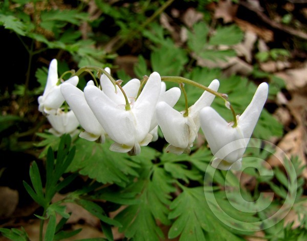 Dutchman's Breeches