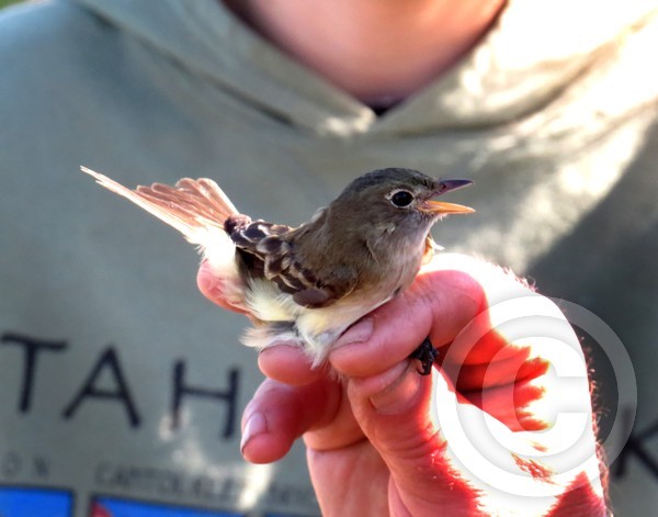 Least Flycatcher