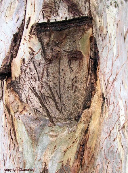 face on a tree