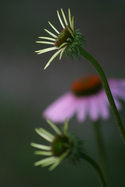 Cones 1