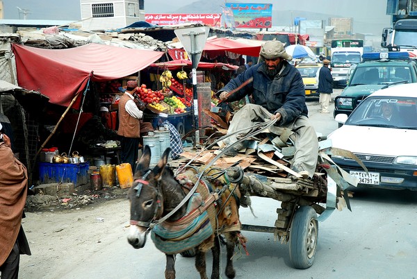 to be a mule in afghanistan