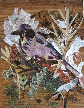 Bird Scrubjoy