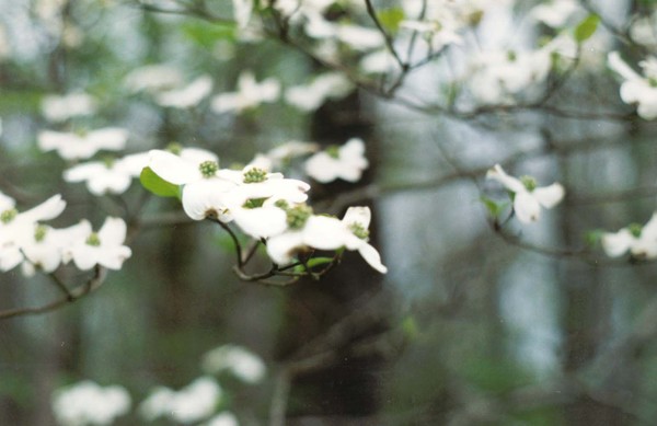Spring Arrives