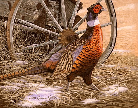 Untitled - Pheasant