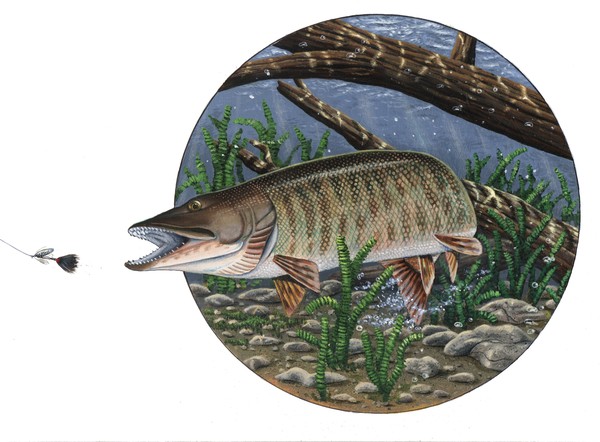 Untitled - Round Muskie