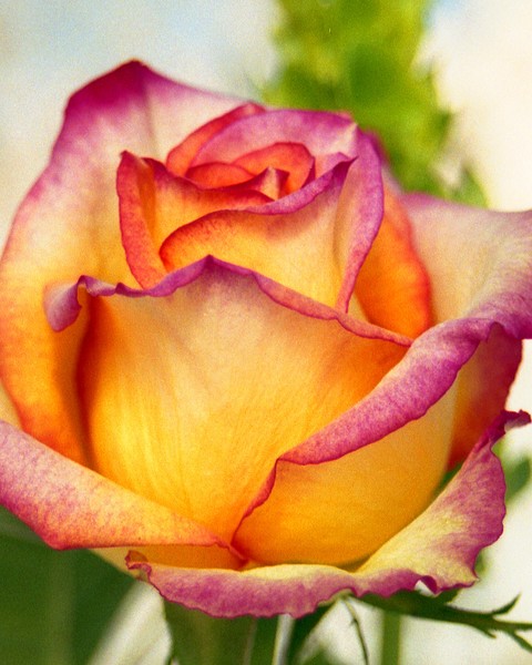Rose