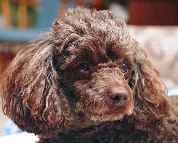 Ollie
