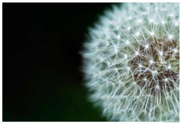 Fuzzy
