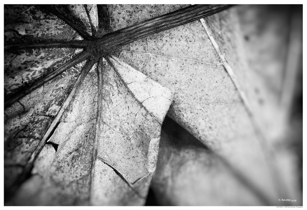 Fallen
