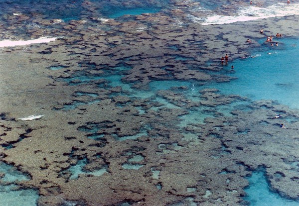Coral Reef