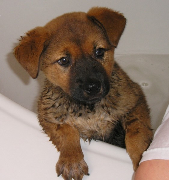 puppy