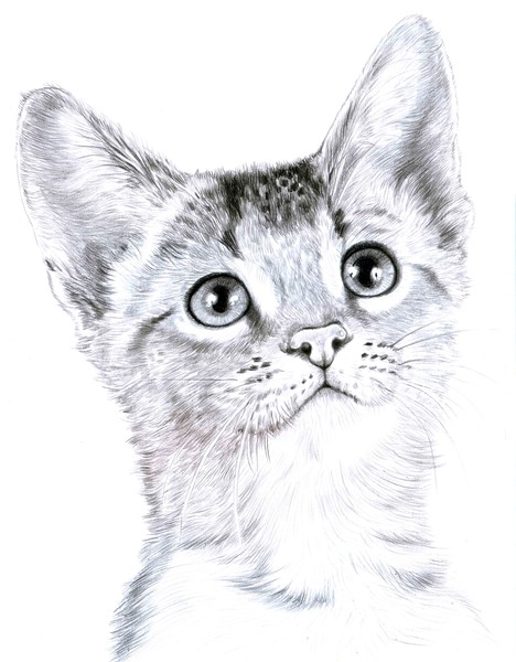 Kitten 2
