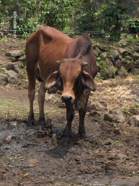 BULL IN GUATEMALA