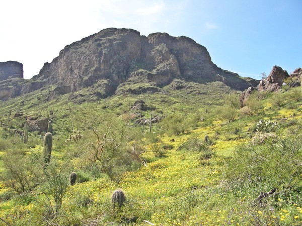 Picacho Peak In Bloom