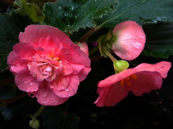 morning dew