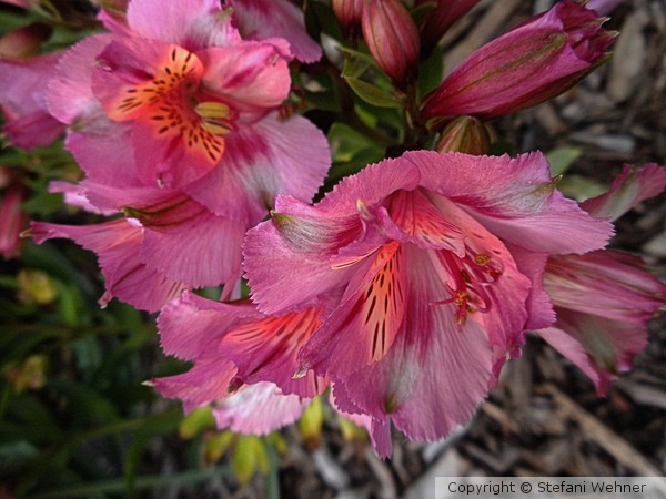 pink flowers for misty days