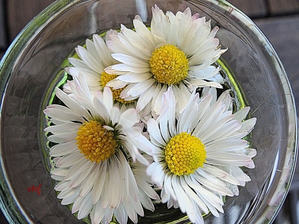 a cup of daisies for granny