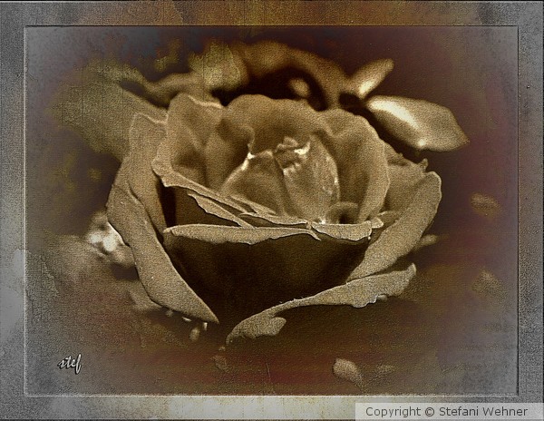 just a rose......