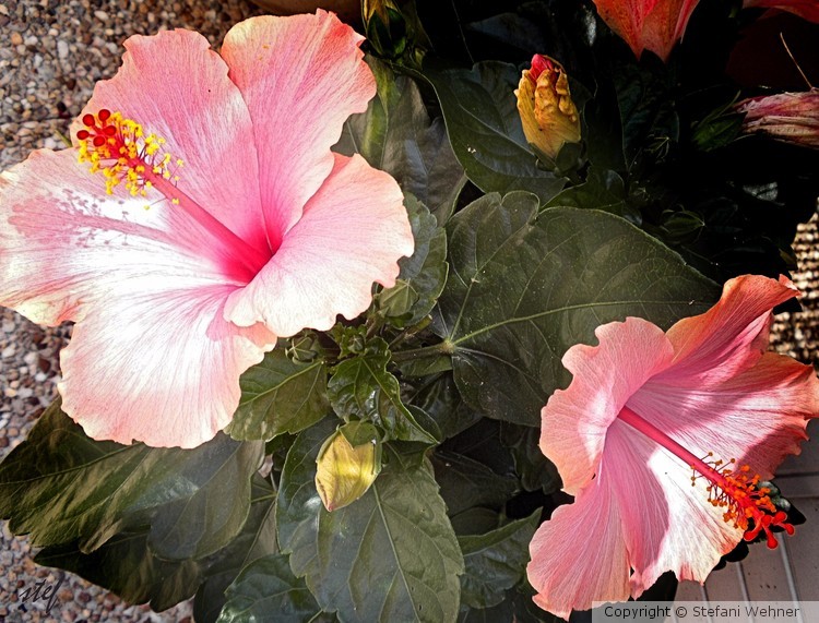 Hibiscus in pink