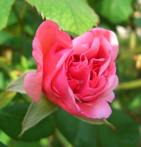 first rose
