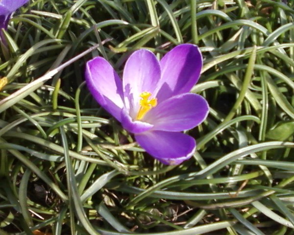 Sofran