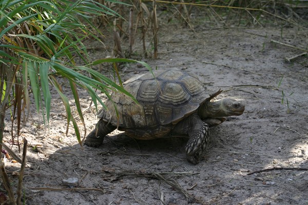 Torpid Tortoise