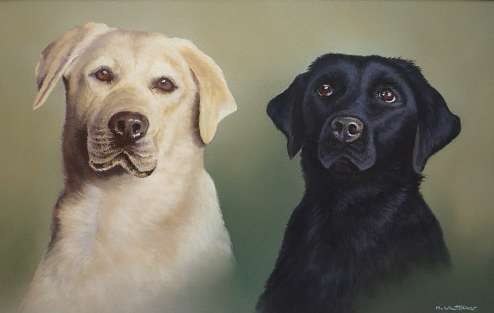 Labrador Retrievers