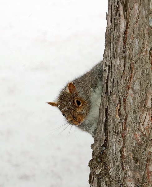 got nuts
