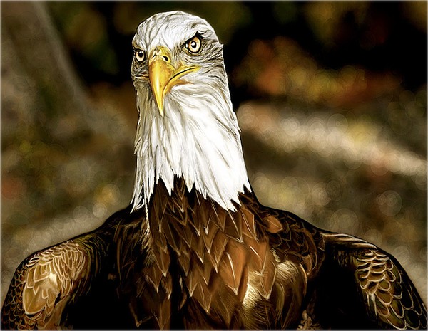 The King of the birds