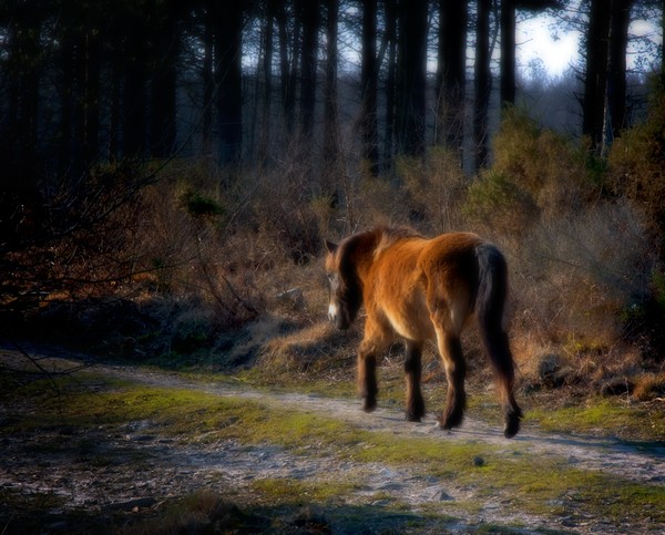 pony