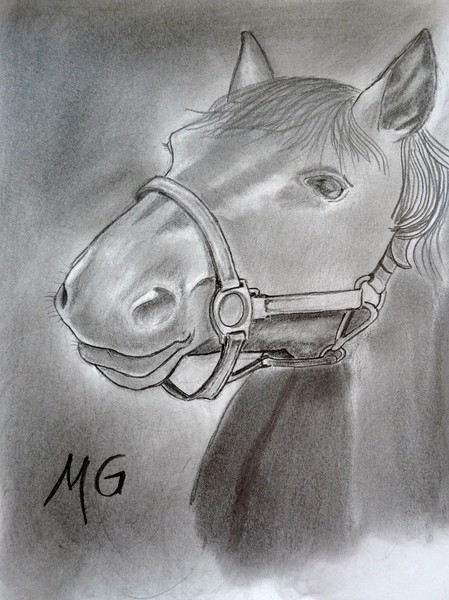 My first horse