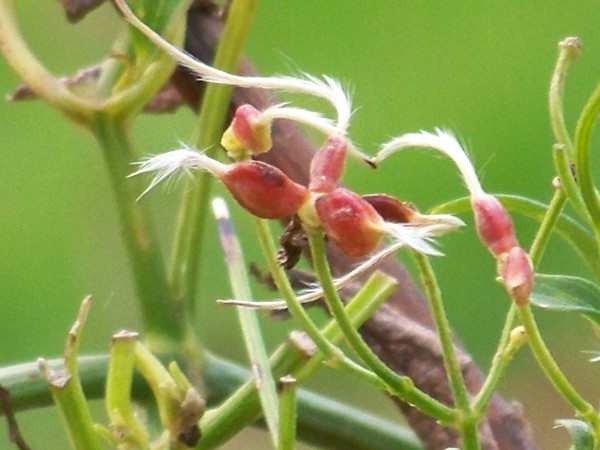 Odd Flower Plant