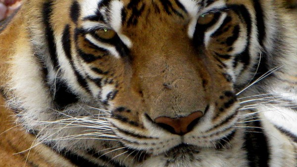 Tiger001