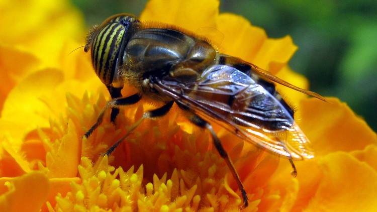 Bee203