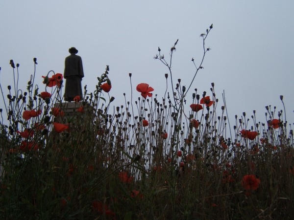 where the poppies grow
