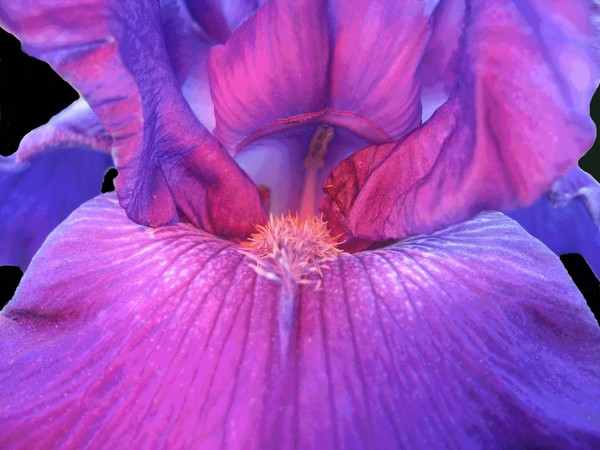 Blood Iris