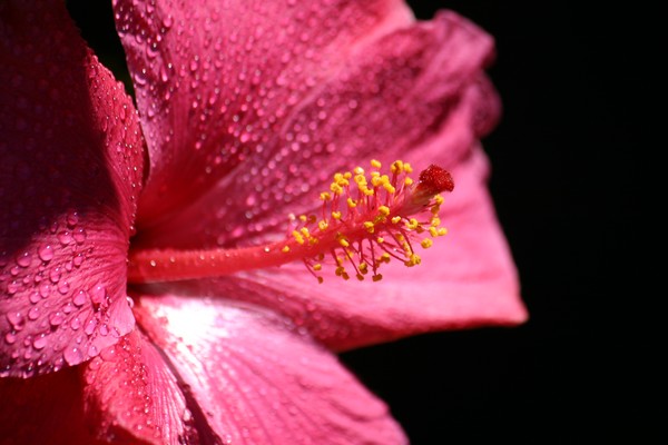 Hibiscus 2
