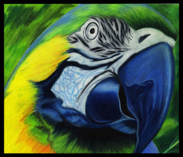 Parrot