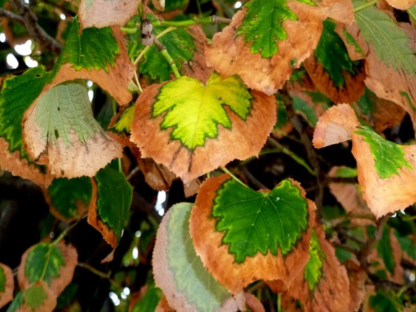Lasting Impression's