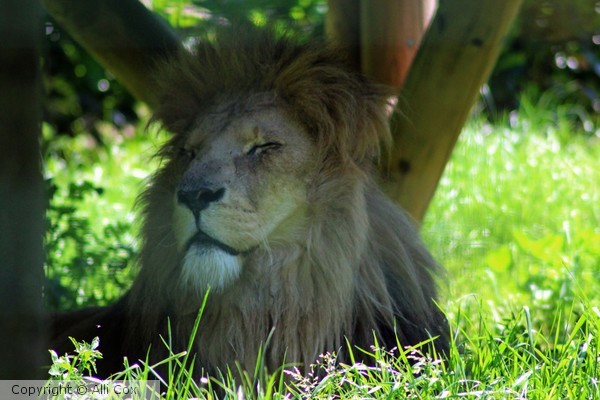 Lion