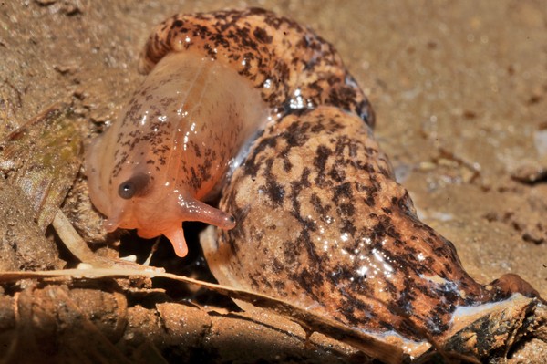 Slimey Slug