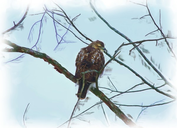Hawk Painting