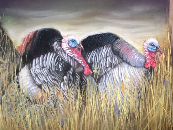 turkeys