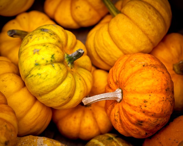 Baby Fall Pumpkins