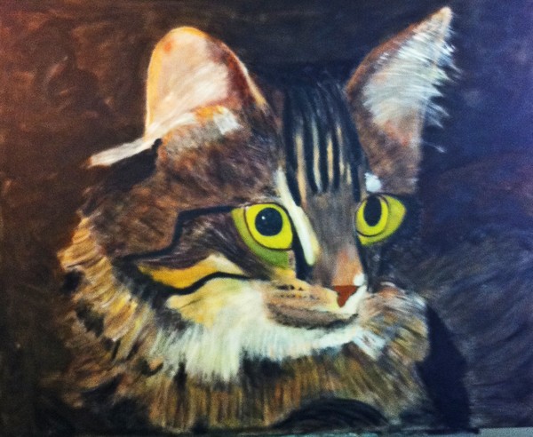 Onyx the Maine Coon Cat