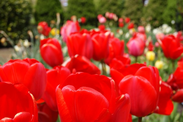 Tulips