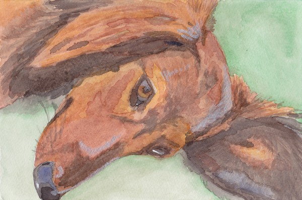 dachshund 