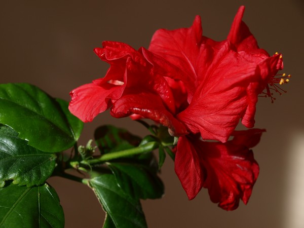 Homing Rose
