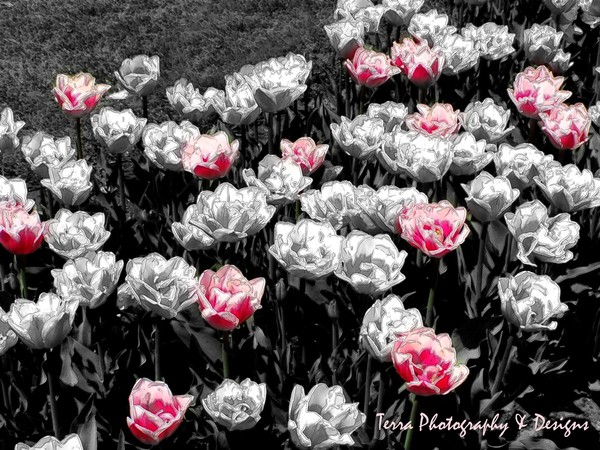 Pink Tulips in Greyscale & Outlines