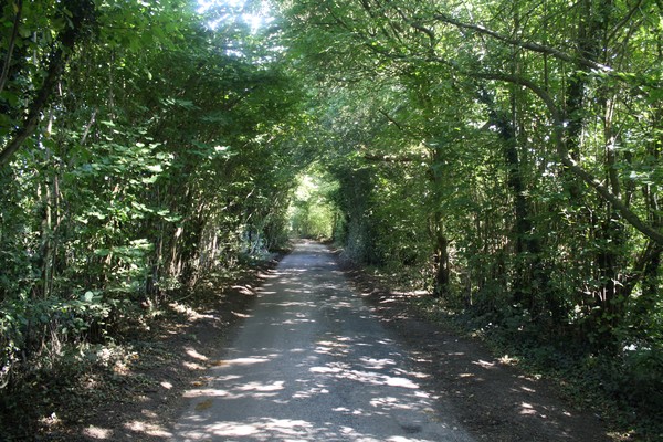 Leafy Lane